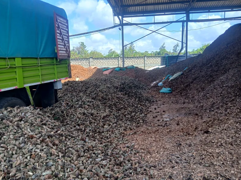 Macadamia shells stored under the drying shed