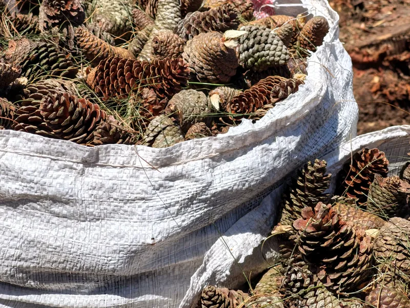 Open sack of pinecones