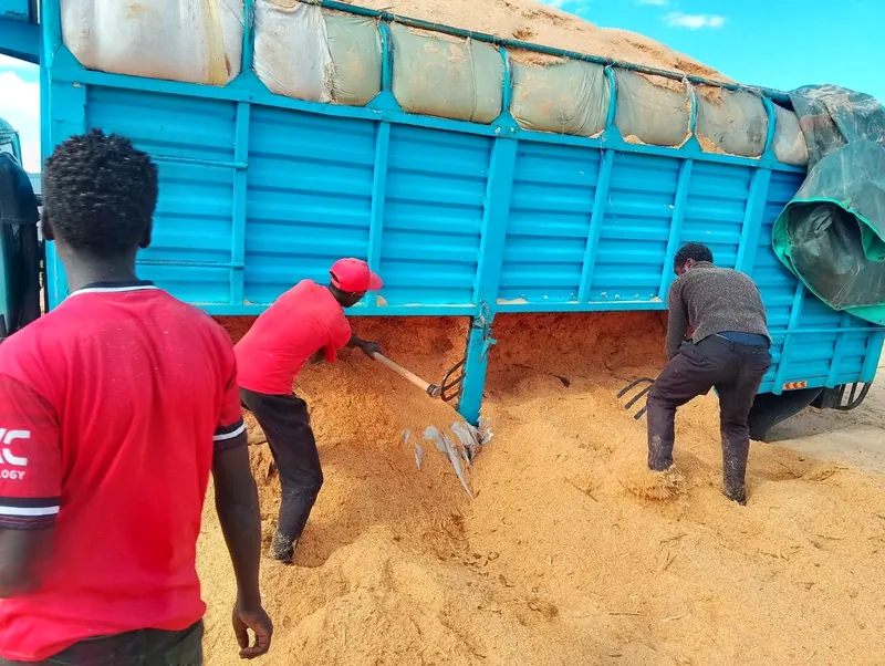 Workers unloading sawdust delivered from a sawmill